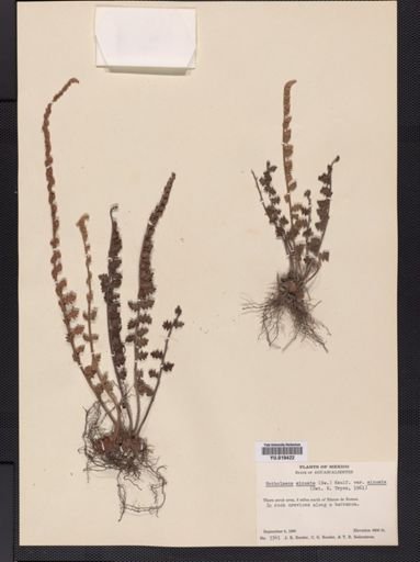 Notholaena