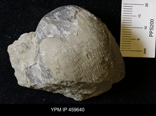Linoproductus magnispinus
