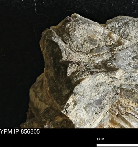 undet. Mollusca