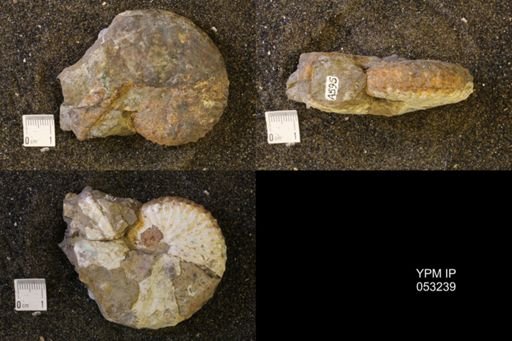 Discoscaphites conradi