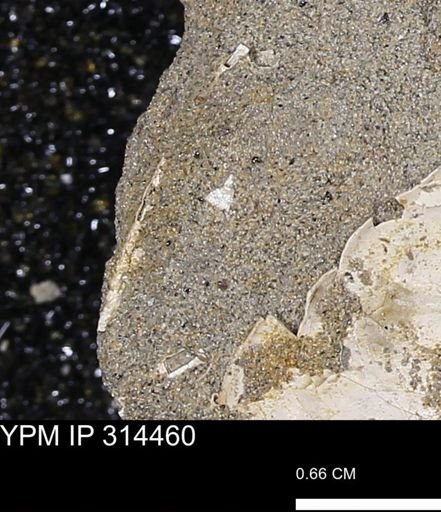 undet. Scaphopoda