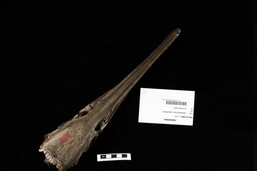 Lepisosteus