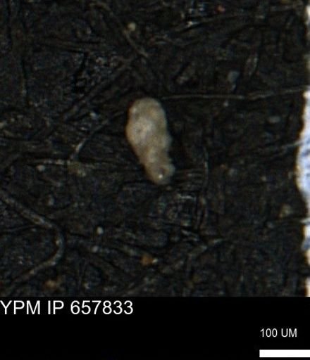 Verneuilinoides kansasensis