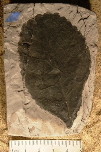 Celastrophyllum crenatum