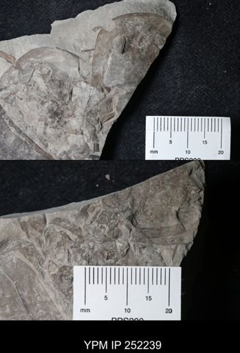 Eurypterus sp.