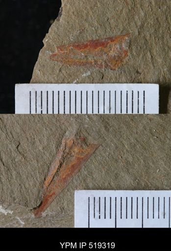 undet. Hyolithida
