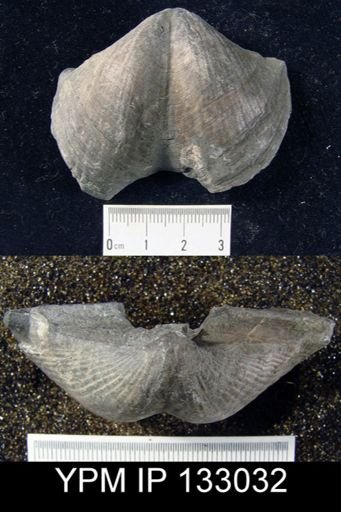 Spinocyrtia granulosa
