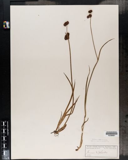 Juncus