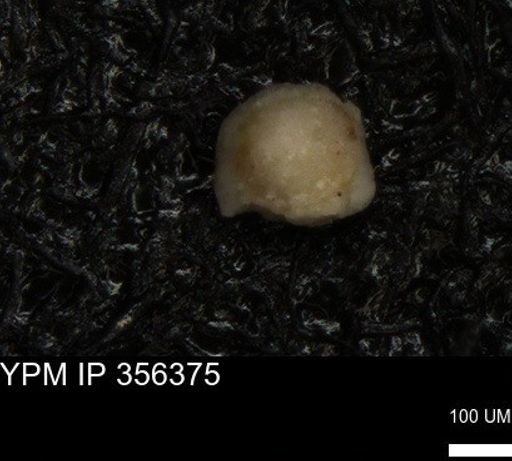 undet. Foraminiferida