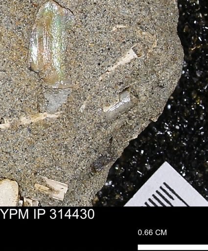undet. Scaphopoda
