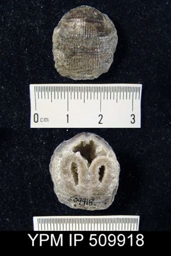 Atrypa sp.