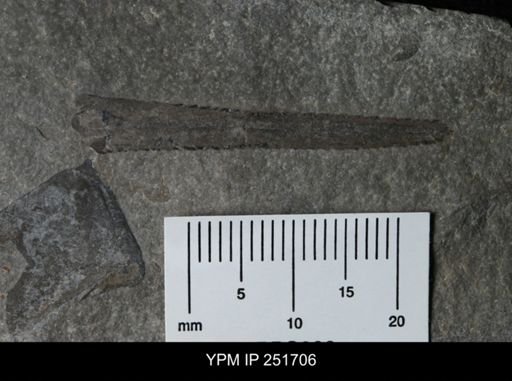 Eurypterus sp.