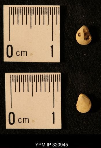 Dielasma elongatum