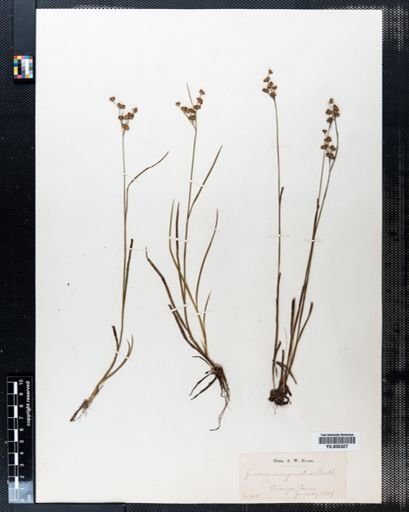 Juncus marginatus