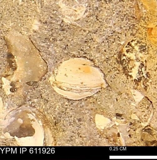 Protocardia subquadrata