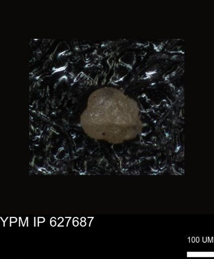 undet. Foraminiferida
