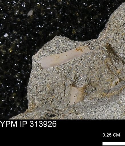 undet. Scaphopoda