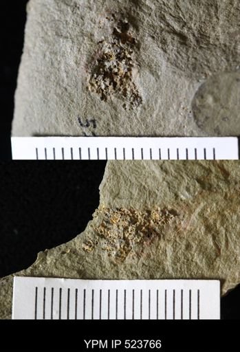 undet. Echinodermata