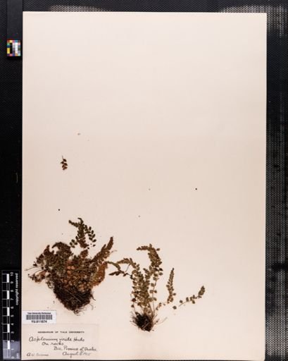 Asplenium viride