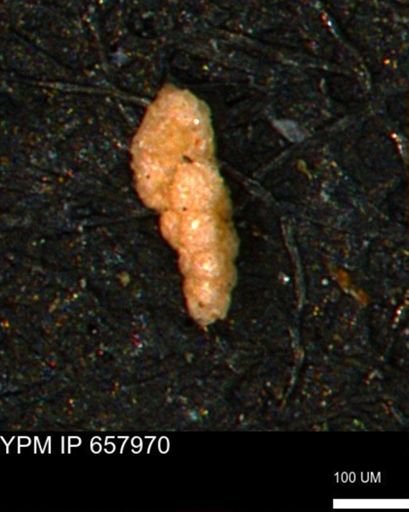 Verneuilinoides kansasensis