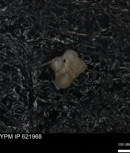 Rugoglobigerinidae?