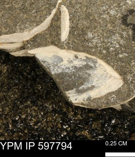 Limopsis striatopunctatus