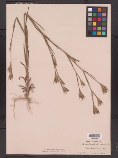 Dianthus armeria