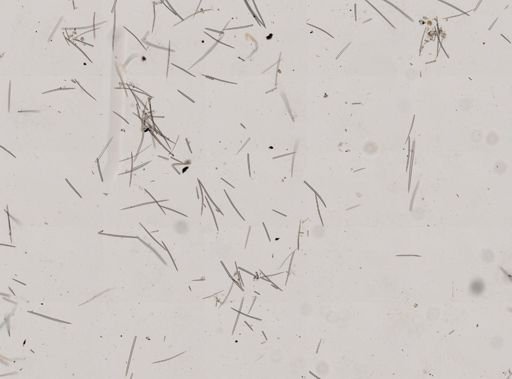 Halichondria panicea