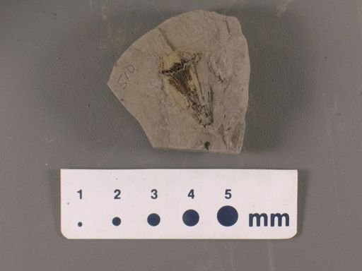 Dammara cliffwoodensis