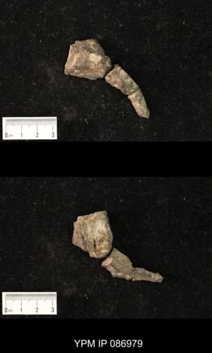 Lawrenceoceras sp.