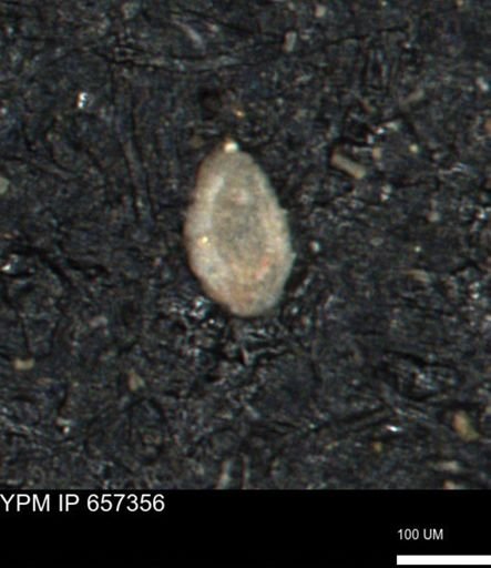 Spirolocammina subcircularis