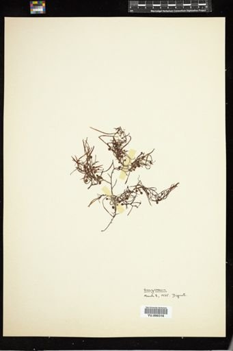 Sargassum