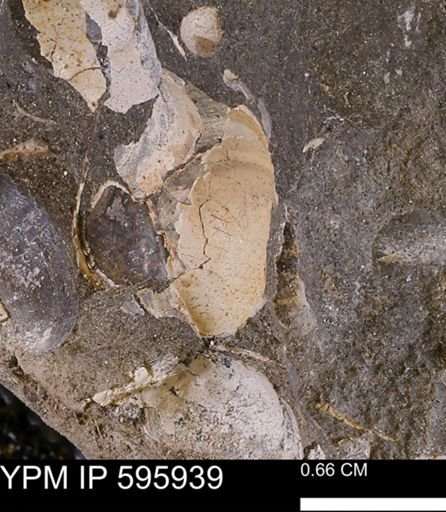 undet. Bivalvia