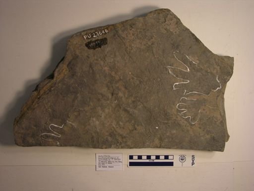 Brachychirotherium cf. eyermani