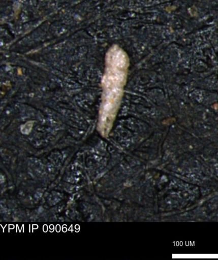 Verneuilinoides kansasensis