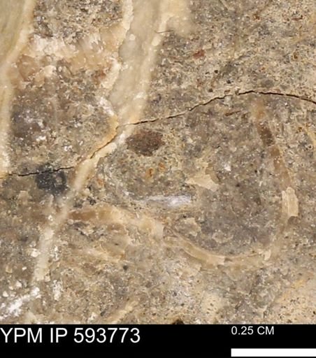 Baculites sp.