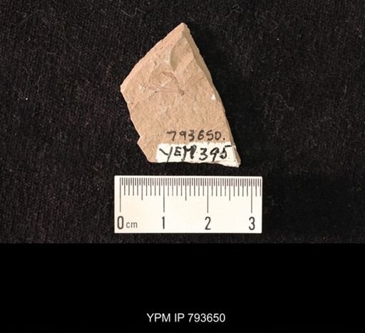 undet. Tipulidae