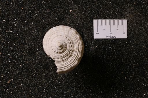 Busycon burnsii