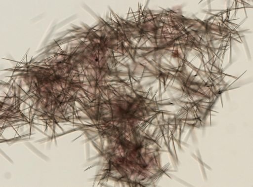 Halichondrida