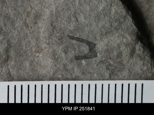 undet. Eurypterida
