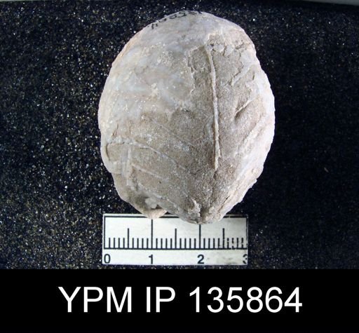 Oldhamina decipiens