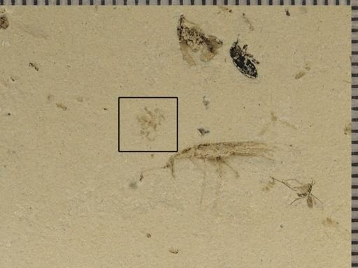 undet. Arachnida