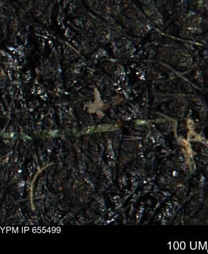 undet. Porifera