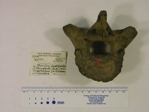 Dugongidae