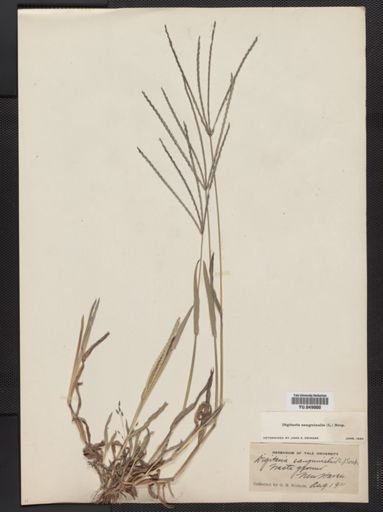 Digitaria sanguinalis