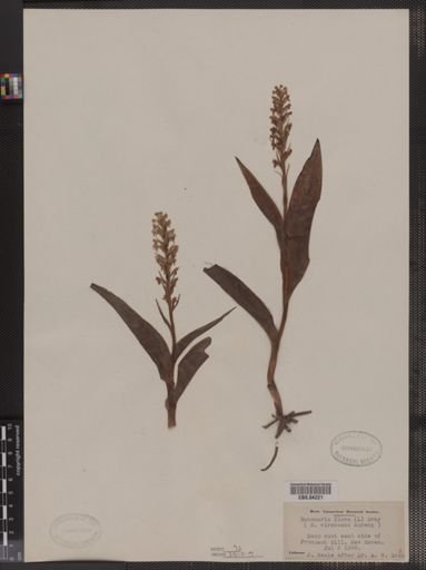 Habenaria flava