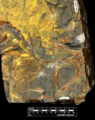 Pertica quadrifaria