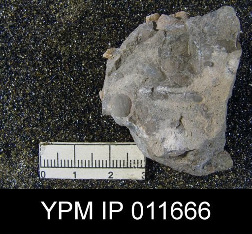 Marginifera cristobalensis