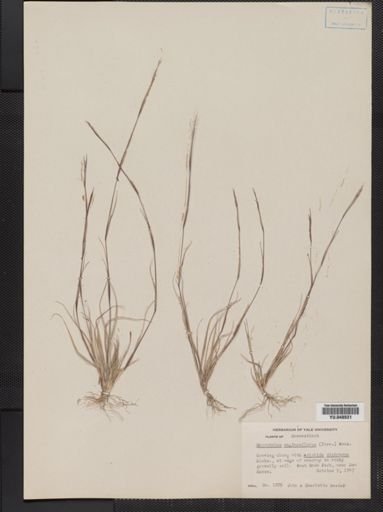 Sporobolus vaginiflorus