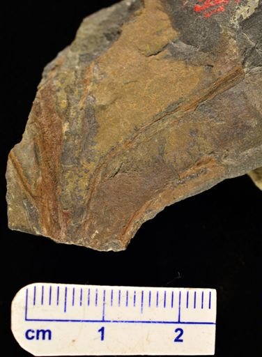 Eddya sullivanensis